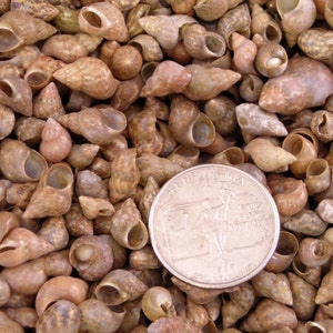 8 Oz Philippine Brown Melissa Shells Mini Seashells 1/4