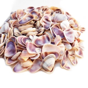 May include: A pile of small, smooth, purple and white seashells. The shells are arranged in a random pattern and are all different sizes and shapes.
