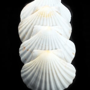 4 Large Real Irish Baking Scallop Shells (4 - 4 3/8") Restaurant Quality Beach Dining Decoupage