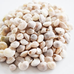 1 lb (about 1800 shells) Natural Umbonium Mini Shells (1/4&quot;) Crafts Seashells BULK Vase Filling
