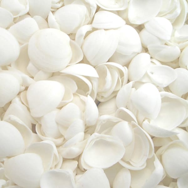 1 KG - White Cay Cay Shells - 0.5 - 1 inch main image 1