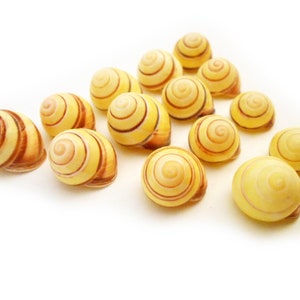 24 Beautiful Striped Yellow Land Snail Shells 3/4&quot;-1&quot; Seashells Hermit Crabs Beach Crafts Nautical Sea Shell