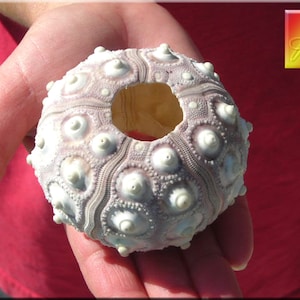 May include: A white sea urchin shell with a hole in the center. The shell has a textured surface with many small bumps.