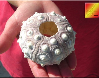One Large Sputnik Sea Urchin Shell (2 1/2" -3") Beach Crafts Coastal Cottage Nautical Decor, Wood Crafts, Air Plants