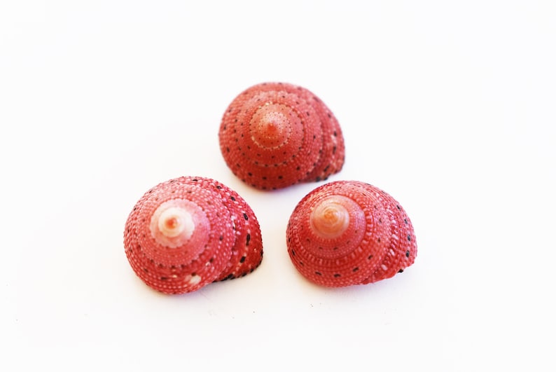 Set of 3 Rare Strawberry Top Shells 1/2-3/4 Seashells Ocean Arts & Crafts image 1