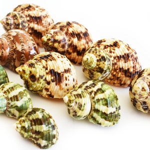 May include: A collection of nine seashells in various shades of brown, green, and white. The shells have intricate patterns and textures.