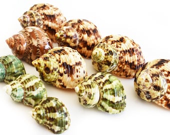 10 Hermit Crab Changing Shell Set Turbo Shells Medium Size (1 1/4"-2" size / 5/8" - 1" opening) Hand Picked Seashells