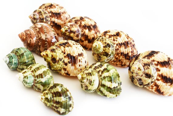 10 Hermit Crab Changing Shell Set Turbo Shells Medium Size (1 1/4"-2" size / 5/8" - 1" opening) Hand Picked Seashells