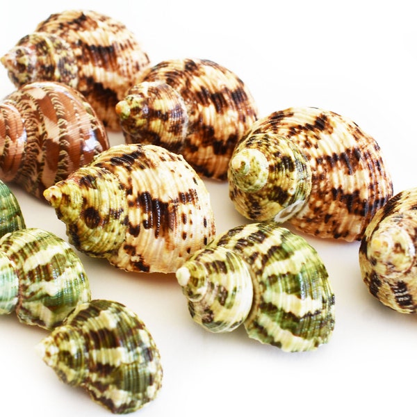 10 Hermit Crab Changing Shell Set Turbo Shells Medium Size (1 1/4"-2" size / 5/8" - 1" opening) Hand Picked Seashells