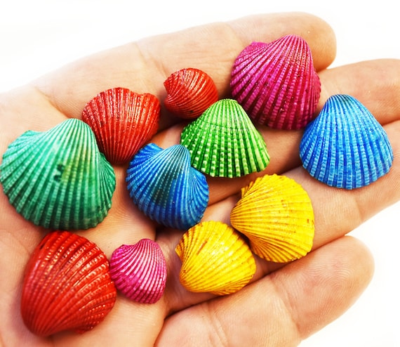 100 Small Dyed Ark Shells Seashell (1/2-3/4