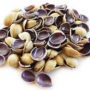 May include: A pile of small, broken seashells. The shells are a mix of white and purple with a yellow stripe.