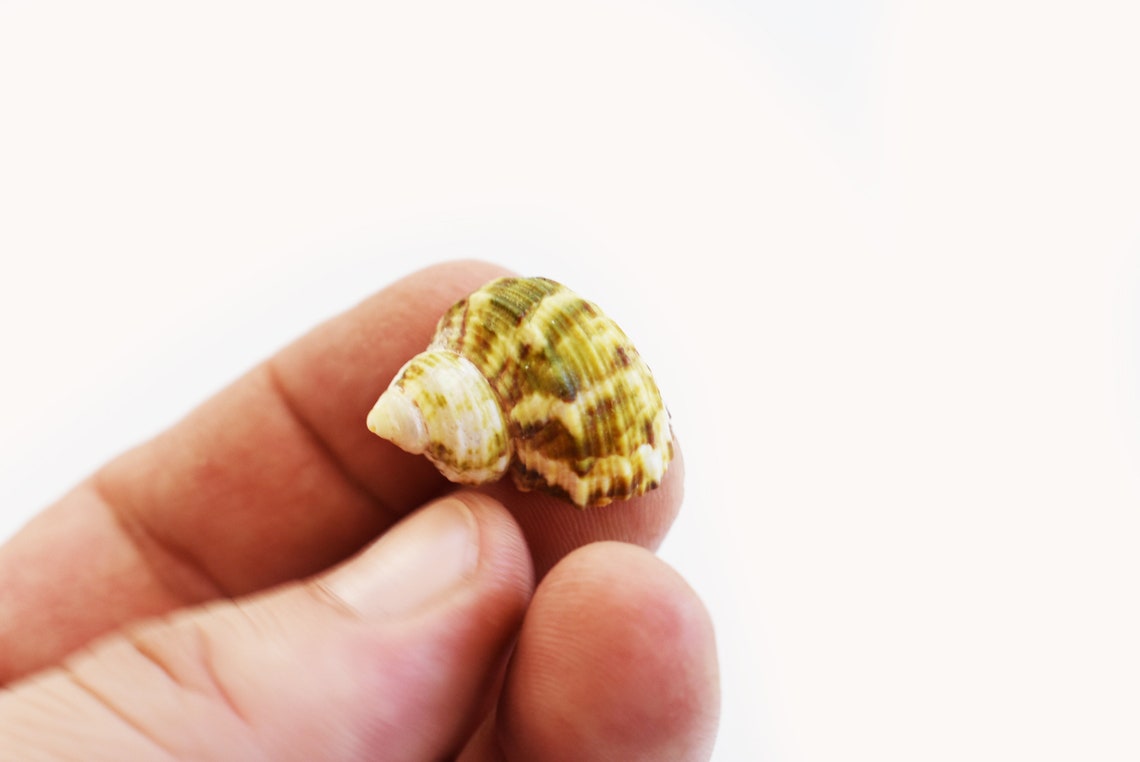 4 Shell Hermit Crab Set Assorted For Medium To Large Hermit