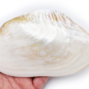 May include: A large, white seashell with a pearlescent finish and subtle golden swirls. The shell has a smooth, rounded shape and is perfect for decorative purposes.