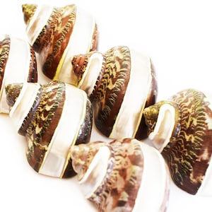 Set of 6 Banded Tapestry Turbo Shells (2" / 1" opening) Medium Hermit Crab Aquarium
