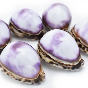 Purple Ringed Top Shell One Large White / Purple Top Tiger Cowrie 3