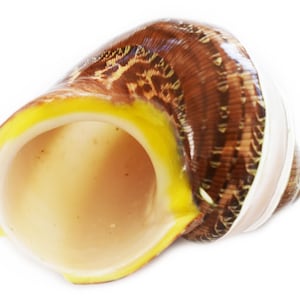 One Banded Tapestry Turbo Shell (2" / 1" opening) Medium Hermit Crab Aquarium