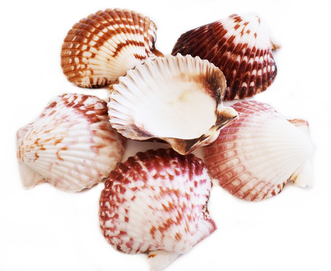 50 Calico Scallops 1.5