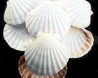 12 Extra Large Real Irish Baking Scallop Shells (4 1/2"- 4 7/8") Restaurant Quality Beach Dining Decoupage