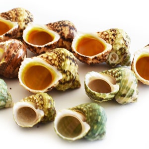May include: A collection of ten seashells with a variety of colors and patterns. The shells are mostly green, brown, and white with some having a yellow interior.