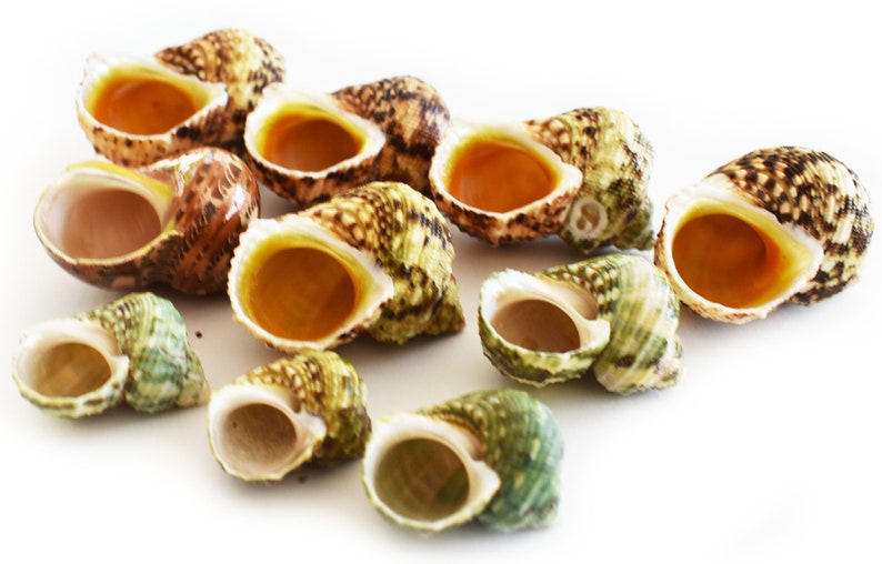 May include: A collection of ten seashells with a variety of colors and patterns. The shells are mostly green, brown, and white with some having a yellow interior.