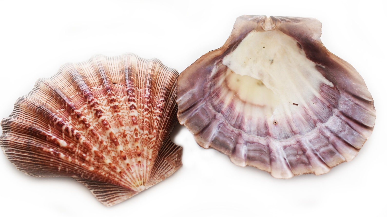 Set de 3 grandes lions Paw Scallops 56 Conchas de mar Etsy España