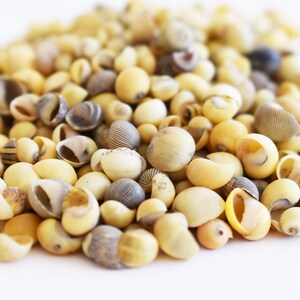 4 oz (700+) Tiny Yellow/Green Littorina Micro Shells 1/8-1/4" Beach Crafts Bottle Filling Wedding Table Scatter
