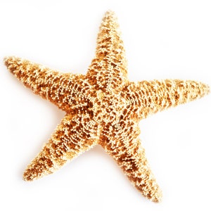 Real Starfish Decor - 10 pack Assorted White Starfish 4-5 - Starfish for  Crafts - White Starfish Décor - Large Starfish - Craft Starfish Bulk - Star  Fish Decorations 
