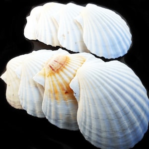 100 Real Irish Baking Scallop Shells (3 1/2 - 3 7/8") Restaurant Quality Beach Dining Decoupage