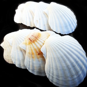 5 Scallop Shells, Craft Shells, Decoupage Shells, Painting, Shells