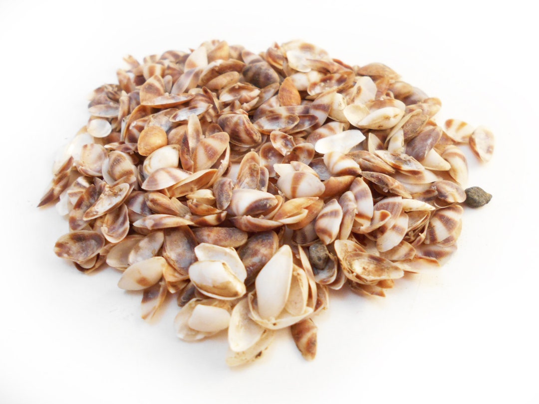 4 Oz (about 1 Cup) Tiny Brown White Coquina Micro Shells (about 1/4 ...