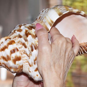 May include: A large, spiraled conch shell featuring a cream-colored base with prominent, irregular brown markings and ridges. The shell has a wide, flared opening with a smooth, light-toned interior surface and a textured, patterned exterior.