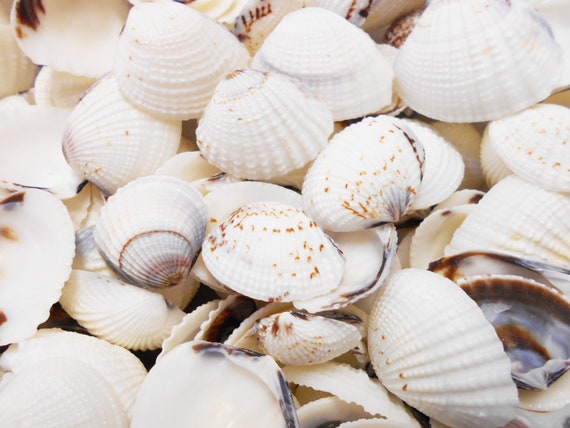 50 Olive Gibbosa Shells 1" 1 1/2" Seashells Crafts Beach Nautical Coastal 