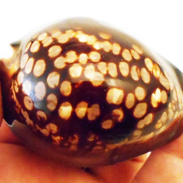 Set of 2 Beautiful Large Humpback Cowrie Shells (Cypraea Mauritiana) 2.5" - 3" Beach Crafts Coastal Cottage Decor