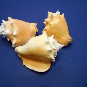 May include: Three seashells with a cream and orange color. The shells are arranged in a triangular shape on a blue background.