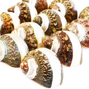 Set of 12 Banded Tapestry Turbo Shells (2" / 1" opening) Medium Hermit Crab Aquarium
