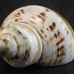 Set of 12 Banded Gold Mouth Turbo Shells size 2/ Open 7/8 Hermit Crab ...
