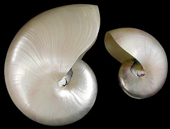 Whole Pearl Nautilus Shell Small 3 4 75 100mm Beach Etsy