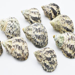 10 Hermit Crab Changing Shell Set Small / Medium Select Turbo Shells 3/4&quot; open