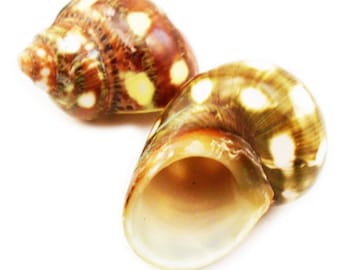 2 Rare Spotted Turbo Shells (1.5-2") Small Hermit Crab Aquarium Coastal Crafts