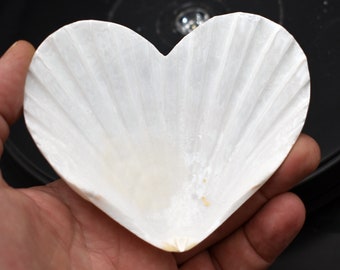 Set of 6 Heart Shaped White Scallop Shells (4") Beach Crafts Coastal Decorating Decoupage