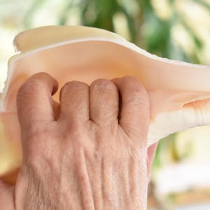 May include: A large, cream-colored conch shell held up to a person's mouth. The shell is smooth and has a natural, organic shape. The person is holding the shell with their hand, preparing to blow into it. The background is blurred.