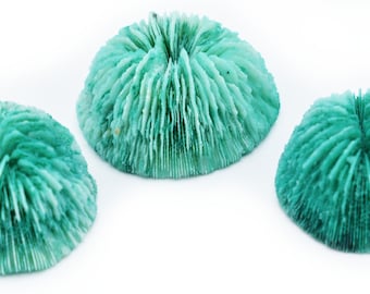 6 Small Dyed Green Mushroom Corals Home Decor Nautical 1-2" Coastal Crafts Beach Vase Filling Cute