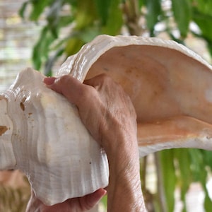 Giant Horse Conch Shell Horn - Real Seashell (Patched) - Beach Wedding Ceremony Trumpet (14 inch)  Super Loud Signal Horn (261008A)