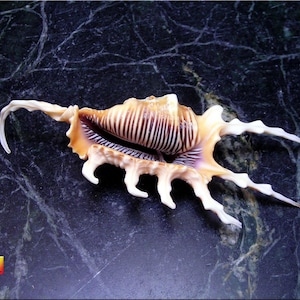 May include: A large, intricately patterned seashell with a long, curved spine and multiple spiky protrusions. The shell is a light brown color with darker brown and purple markings.