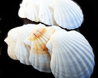 8 Extra Large Real Irish Baking Scallop Shells (4 1/2"- 4 7/8") Restaurant Quality Beach Dining Decoupage