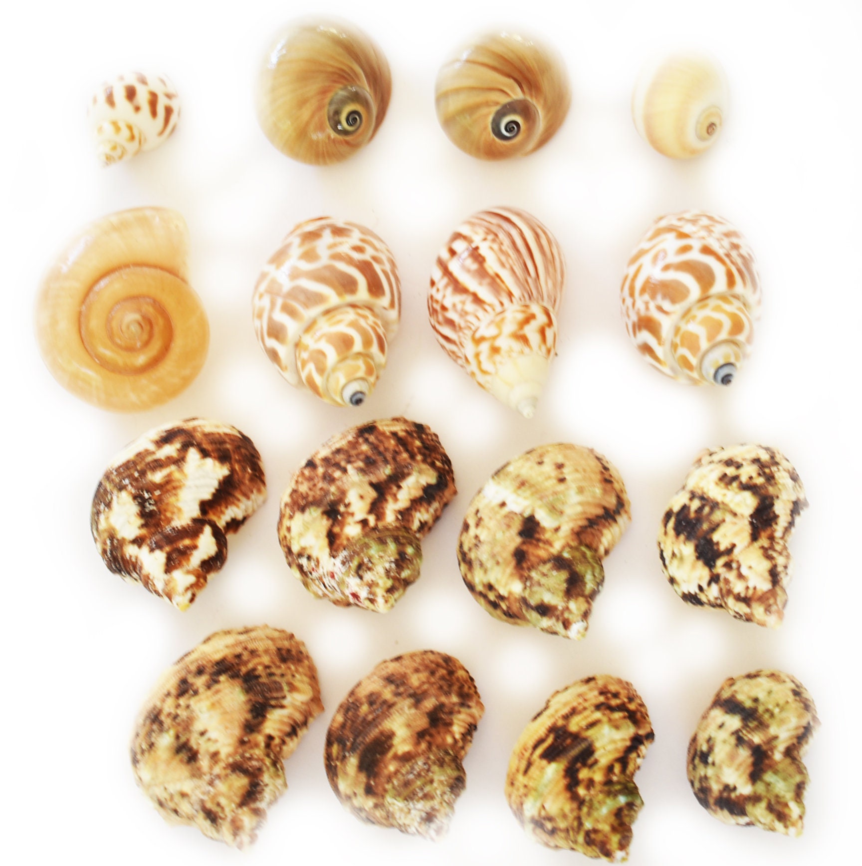 Snail Changing Shell 16 Hermit Crab Changing Shell Set Medium Size Select Turbo / Land Snail ...