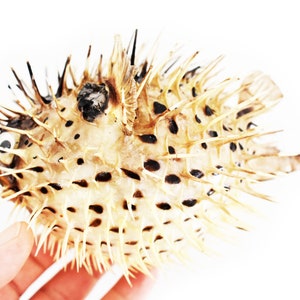 Beautiful Large Dried Blowfish (Porcupine Fish) 7-10" Taxidermy Nautical Unique