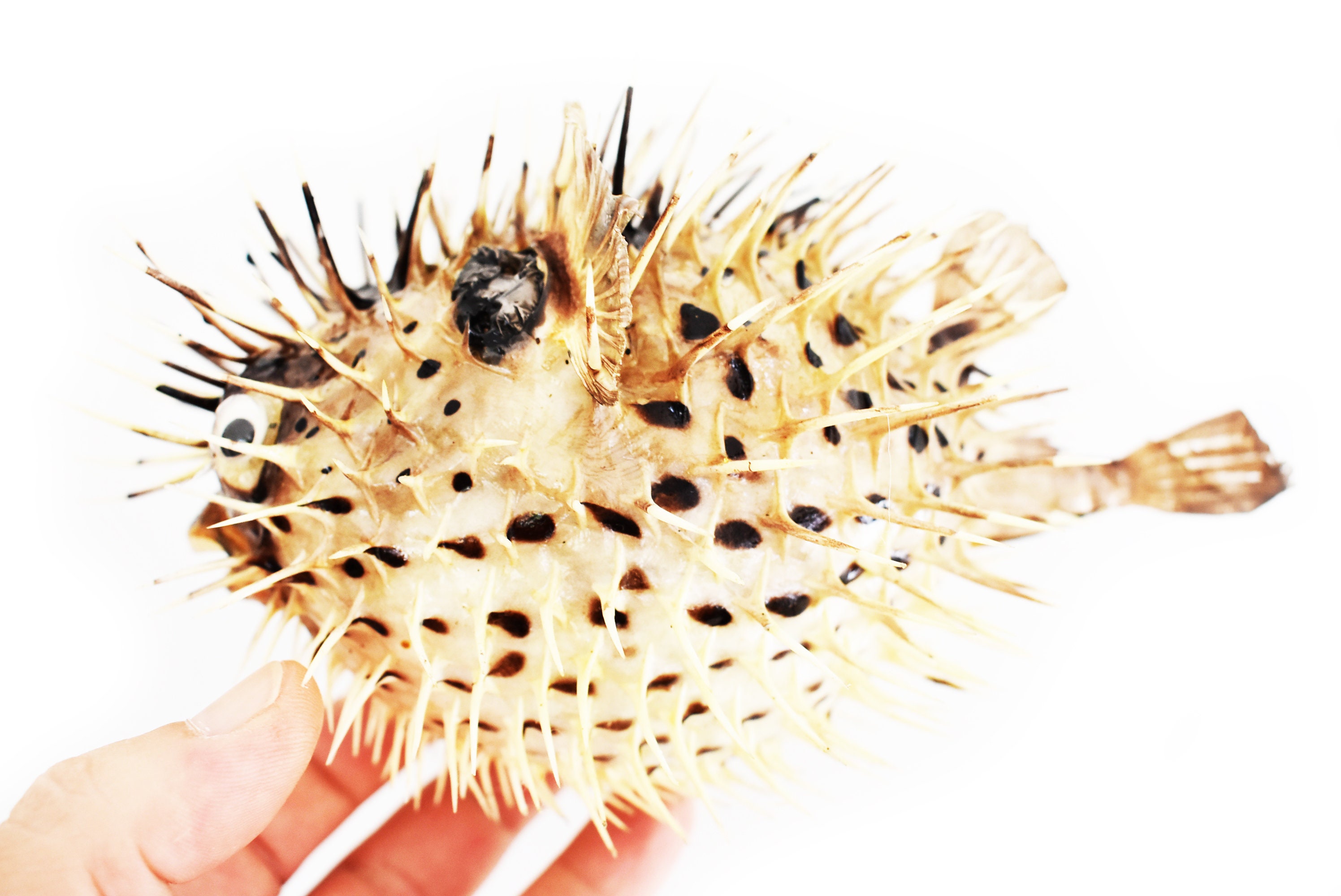 Beautiful Large Dried Blowfish porcupine Fish 710 Etsy