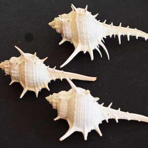 Set of 6 Small Murex Turnispina Seashells (about 2-3&quot;) Coastal Crafts, Nautical and Aquarium Decoration