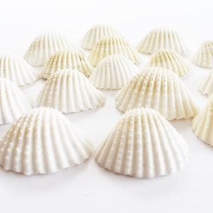 May include: A collection of white seashells with a ribbed texture, arranged on a white surface. The shells have a fan-like shape and a slightly off-white hue, suggesting a natural origin. The image is well-lit, highlighting the details of the shells.